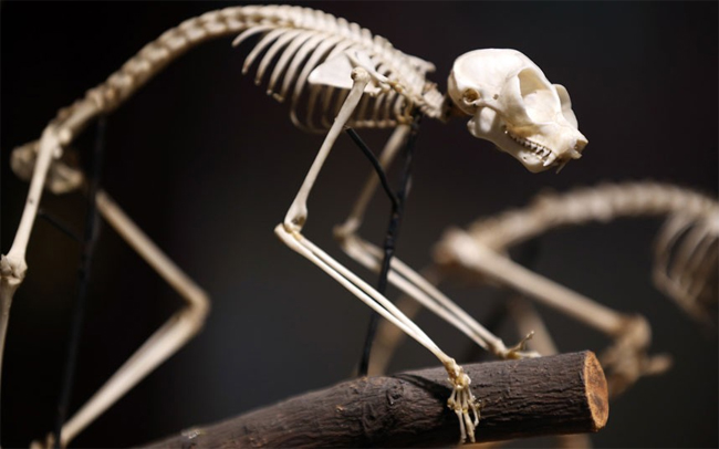 Bộ xương của loài động vật có tên Loris đậu trên một cành cây
